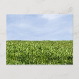 Carte Postale Ciel Bleu Et Herbe Verte