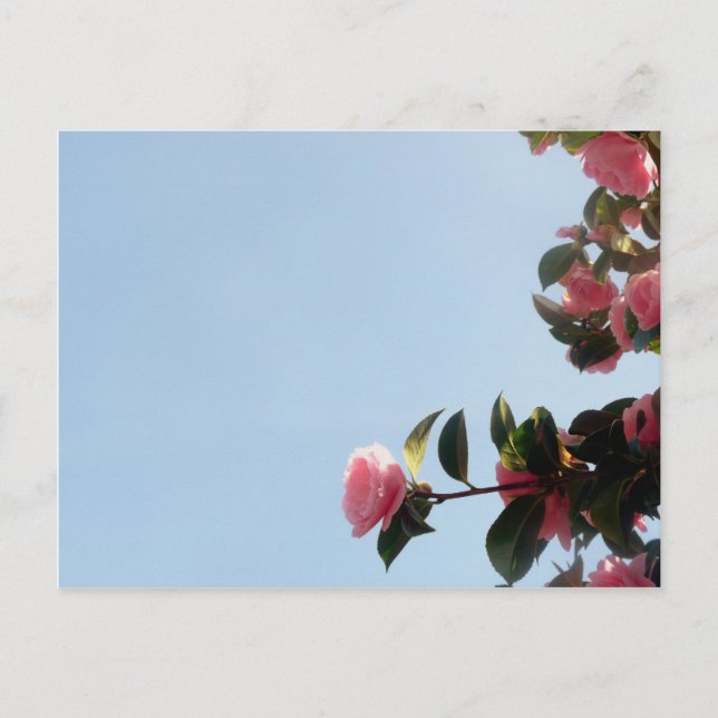Carte Postale Ciel bleu fleur rose Camellia (Devant)