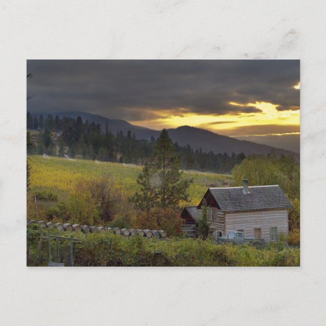 Carte Postale Ciel de coucher de soleil sur des vignobles et une (Devant)