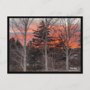 Carte Postale Ciel de feu à travers les arbres d'hiver
