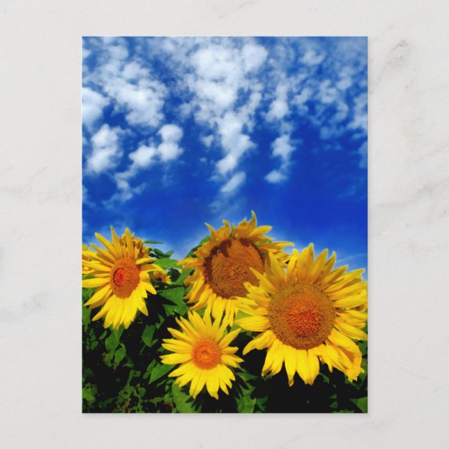 Carte Postale Ciel et fleur (Devant)