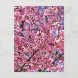 Carte Postale Ciel Rose de Cerisier Sakura