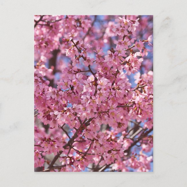 Carte Postale Ciel Rose de Cerisier Sakura (Devant)