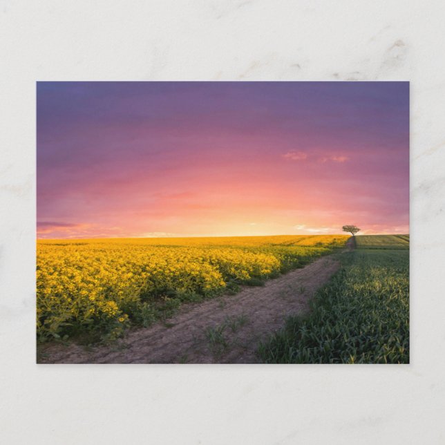 Carte Postale Ciel Rose La Nuit (Devant)