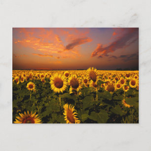 Carte Postale Ciels sanglants