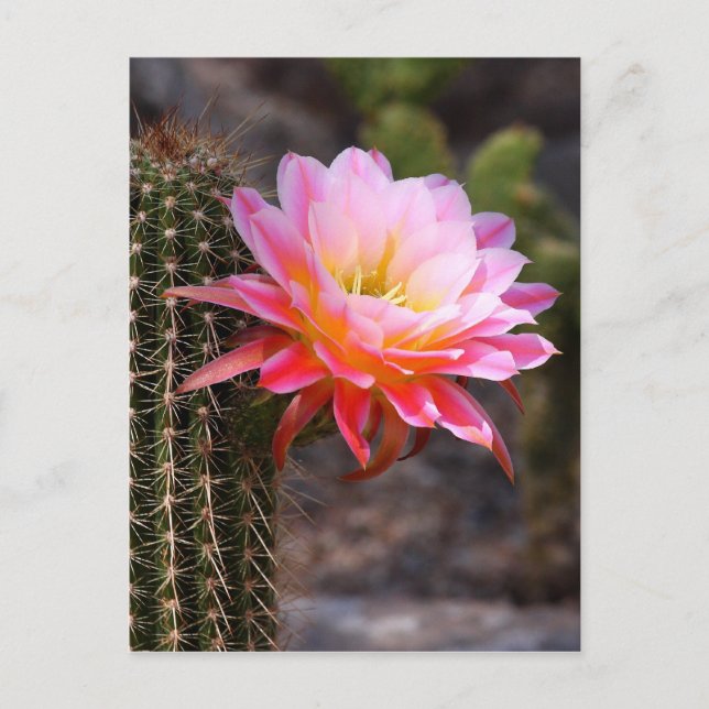 Carte Postale Cierge en fleur rose de cactus (Devant)
