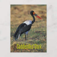 cigogne à selle
