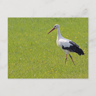 Carte Postale cigogne blanche sur une prairie