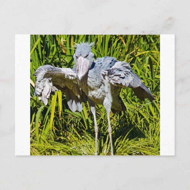 Carte Postale Cigogne de Shoebill (Devant)