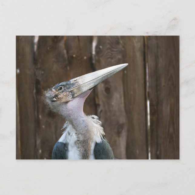 Carte Postale Cigogne marabou (Devant)
