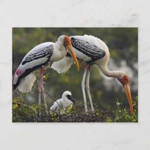 Carte Postale Cigognes blanches & jeune au nid,Keoladeo