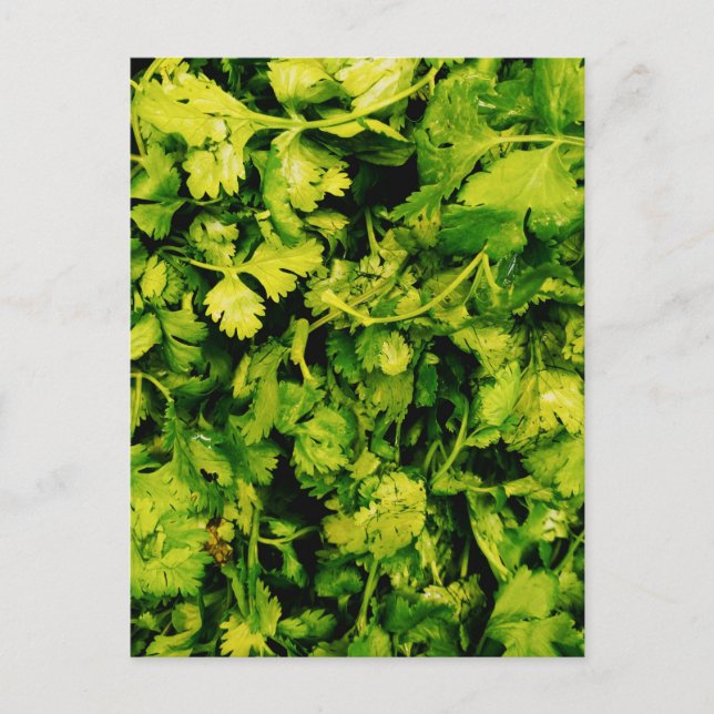 Carte Postale Cilantro / Coriander Feuilles (Devant)