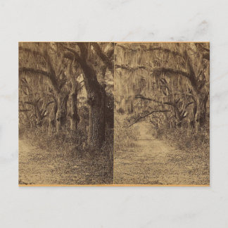 Carte Postale Cimetière Bonaventura, Savannah, Ga. c. 1863