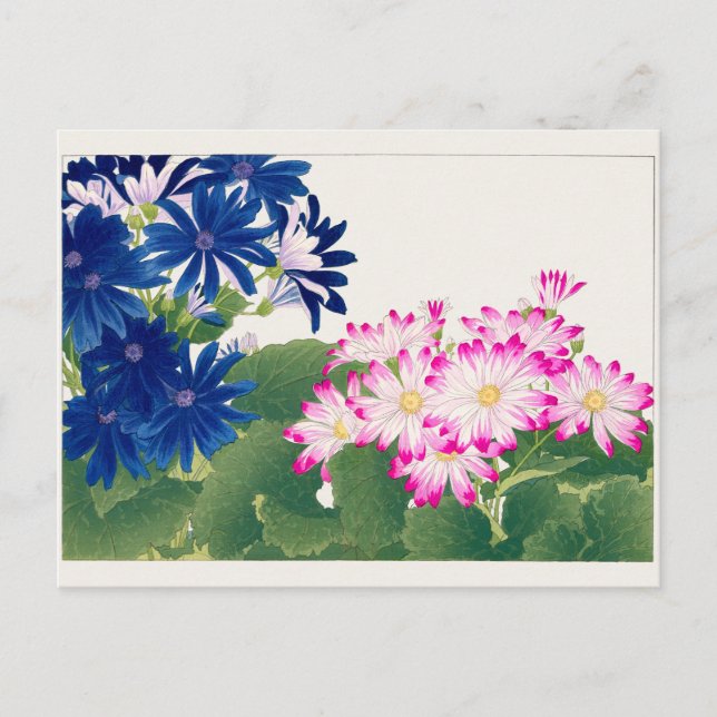 Carte Postale Cineraria par Tanigami Konan (Devant)