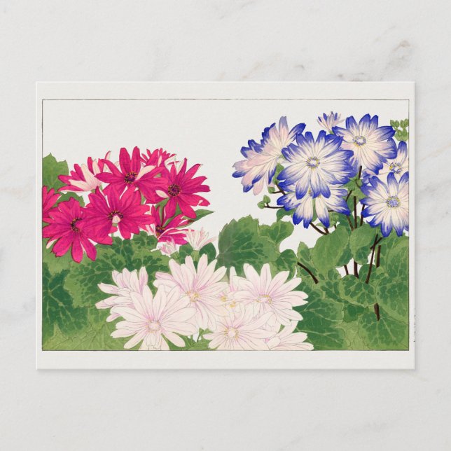 Carte Postale Cineraria par Tanigami Konan (Devant)