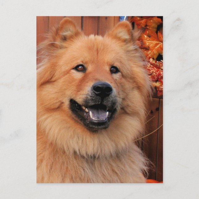 Carte Postale Cinny - Chow Chow Photo-12 (Devant)