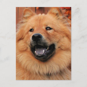 Carte Postale Cinny - Chow Chow Photo - 5