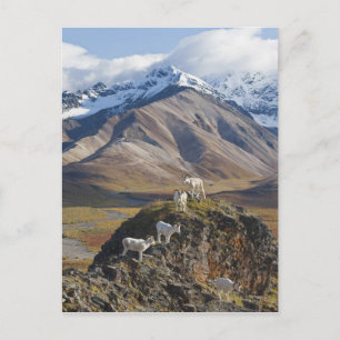 Carte Postale Cinq béliers de moutons Dall perchés sur une falai