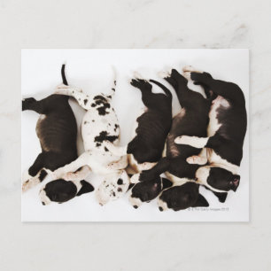 Carte Postale Cinq chiots Harlequin Great Dane dormant