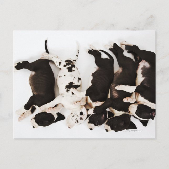 Carte Postale Cinq chiots Harlequin Great Dane dormant dans (Devant)