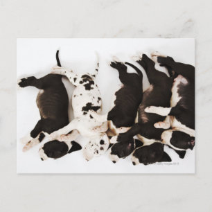 Carte Postale Cinq chiots Harlequin Great Dane dormant dans