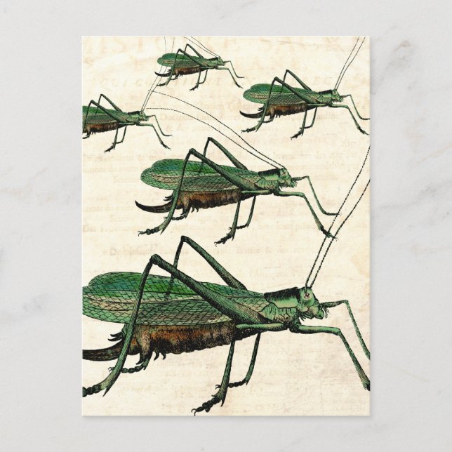 Carte Postale Cinq sauterelles vertes ou Katydids (Devant)