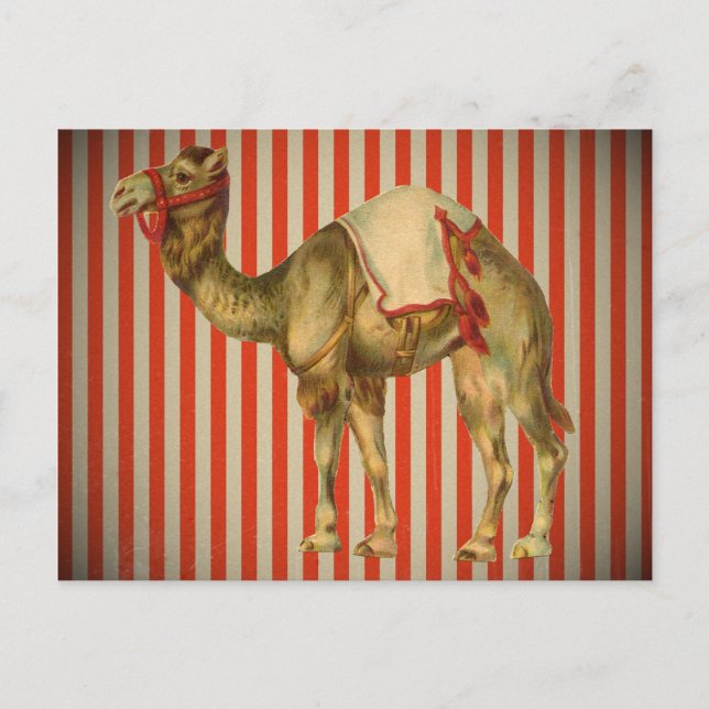 CARTE POSTALE CIRCUS CAMEL VINTAGE (Devant)