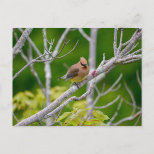 Carte Postale cire de cèdre