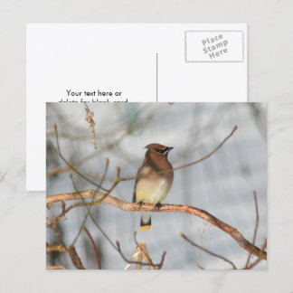 Carte Postale Cire d'hiver Jaseur Faune Nature Photo Personnalis