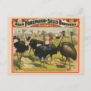 Carte Postale Cirque vintage Montrant Des Ostriches Et De Grands