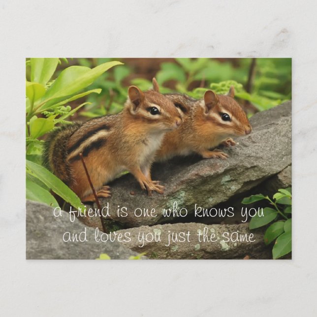 Carte Postale Citation d'ami Deux mignonnes chipmunks pour bébé (Devant)