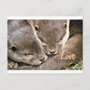 Carte Postale Citation d'amour - Otters