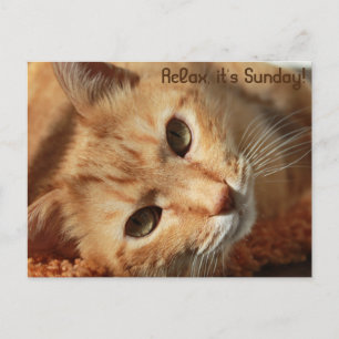 Carte Postale Citation de chat
