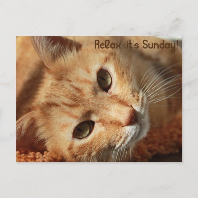 Carte Postale Citation de chat (Devant)