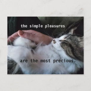 Carte Postale Citation de chaton mignon Simples plaisirs les plu