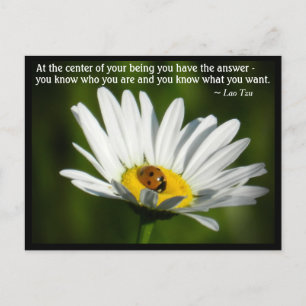 Carte Postale Citation de Lao Tzu Ladybird Daisy Inspiration Mot
