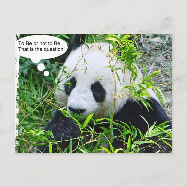 Carte Postale Citation moderne Panda Modèle animal tendance (Devant)