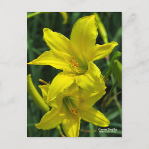 Carte Postale Citron Daylilyポ[Carte Postale] Afficher カ Afficher