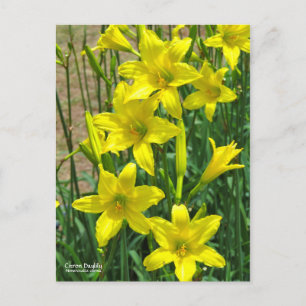 Carte Postale Citron Daylilyポ[Carte Postale] Afficher カ Afficher