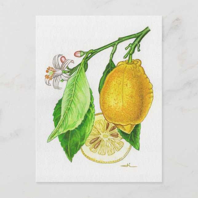 Carte postale Citron « Limonier ferraris » (Devant)