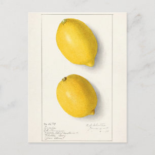 Carte Postale Citrons (Citrus Limon) Aquarelle de fruit Peinture
