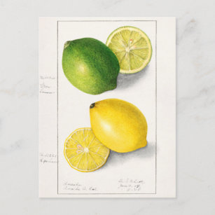 Carte Postale Citrons (Citrus Limon) Peinture à l'aquarelle de f