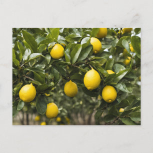 Carte Postale Citrons jaunes poussant sur un arbre