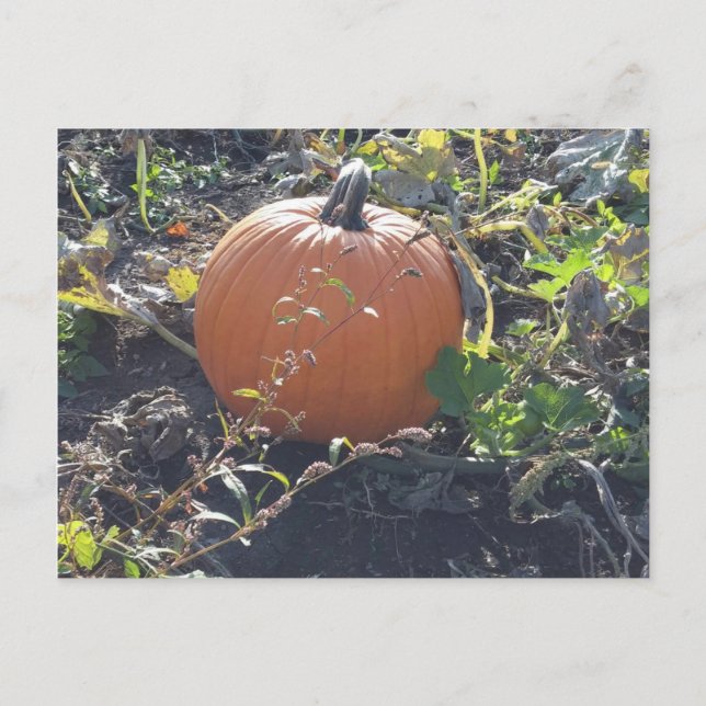 Carte Postale Citrouille (Devant)
