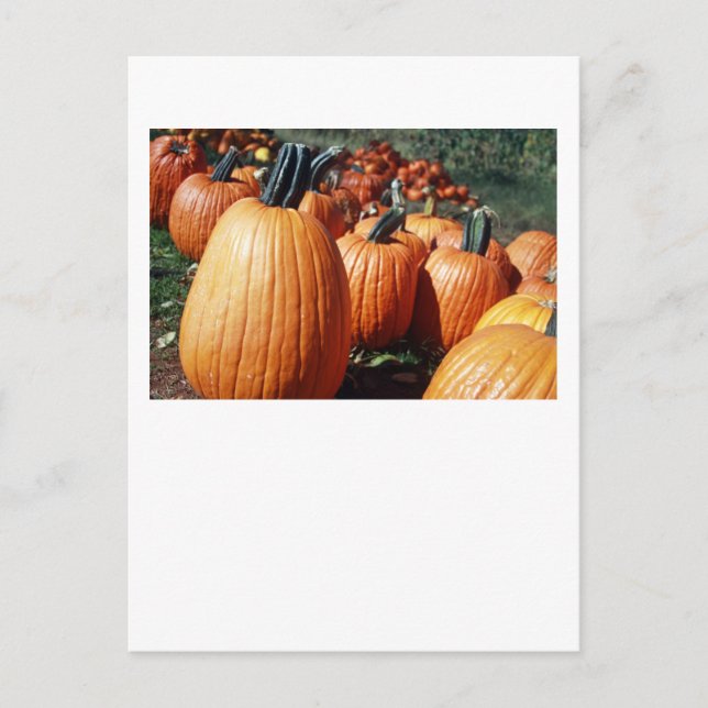 Carte Postale Citrouille (Devant)