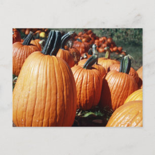 Carte Postale Citrouille