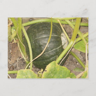 Carte Postale Citrouille