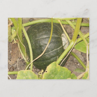 Carte Postale Citrouille