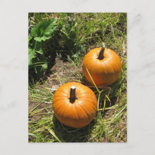 Carte Postale Citrouille