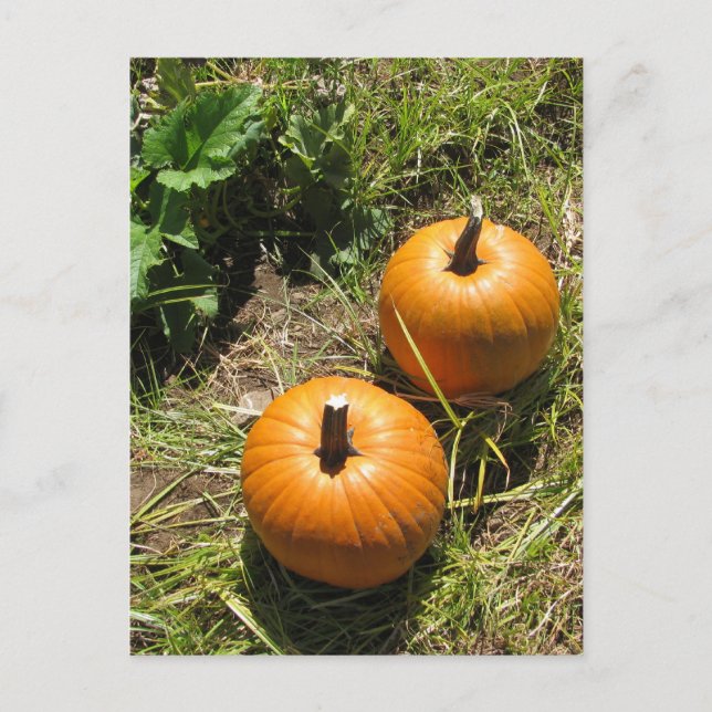 Carte Postale Citrouille (Devant)